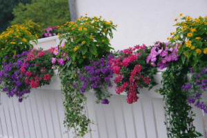 10 Shade-Loving Plants Perfect for Balcony Gardens